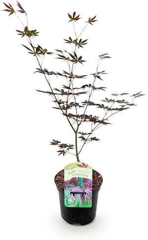 GreenboutiQ - Balkonpflanze - Japanischer Ahorn - Acer palmatum Trompenburg - Dunkel Lila - 1 Pflanze - Laubabwerfend - Topf 19cm Höhe 70cm
