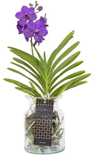 Plant in a Box - Vanda 'Bose' in Vase - Orchidee - Blau - Höhe 45cm