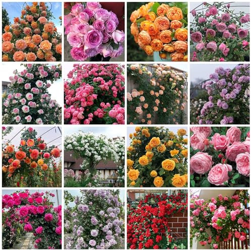 YXFHHY 100 StüCk Kletterrosen Samen, Kletterrosen Winterhart, Farben Mischen Kletterrosen für Garten, Zuhause, Balkon, Zäune, Kletterpflanzen Schmücken, Leicht zu Züchten