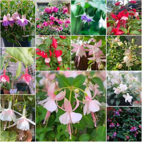 fuchsien - stauden sommerblumen kübelpflanzen pflanzensamen fuchsien exotische pflanztopf balkon deko - Seltene - bonsai balkonpflanzen 80samen