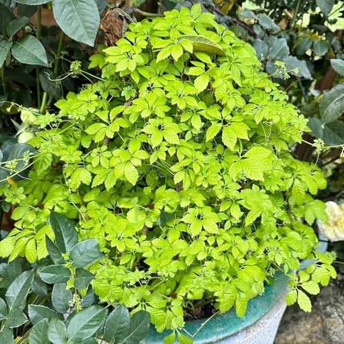 Semillas de jiaogulan - Semillas de jiaogulan verdes variedades antiguas productos sostenibles jardín jardineros balcón resistentes 250pcs
