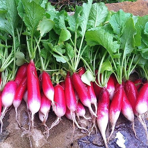 Buy4seeds 400 Seeds Radish French Breakfast Useful for Garden and Outdoor