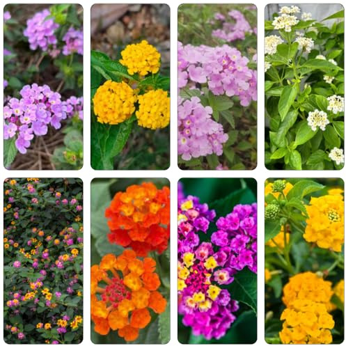 lantana semi di semi biologici tagliati perenni resistenti serrai balcone decorazione selvatico, autunno, perenne 400pcs