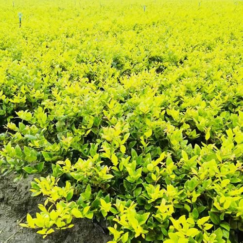 Semi di siepe di ligustro, arbusti fioriti, resistenti resistenti da balcone organico per luoghi soleggiati verdi raro per giardinieri siepi decorazioni da 80pcs