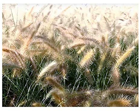 Stk - 20x Cenchrus alopecuroides Lampenputzergras Pflanzen - Samen B864 - Seeds & Plants Shop by Ipsa
