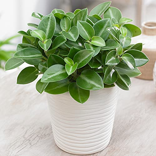 Peperomia Pixie Wonderwing | Teardrop Peperomia | Innenraum Pflanze 10-20cm getopft