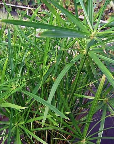 Lincolnshire Pond Plants Ltd - Marginal Aquatic Pond Plant - (Cyperus Alternifolius 'Gracilis') - 9cm