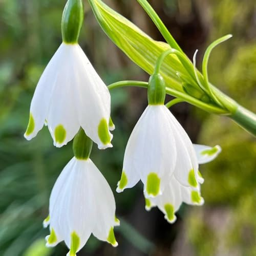 acquistare le bulbi di marzo, Leucojum vernum, Le da giardino sono bulbi a precoce, da giardino bulbi da balcone 4pcs