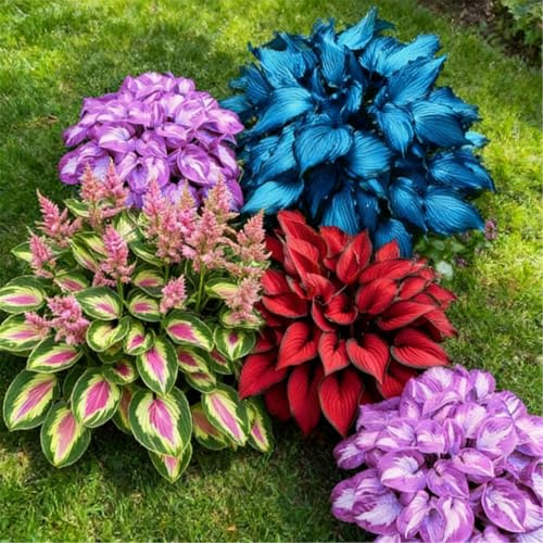 Hosta mista a radice nuda di alta qualità - Perenne, amante dell'ombra - Facile da curare - Ideale per bordure e vasi da giardino-2 PIECE-G
