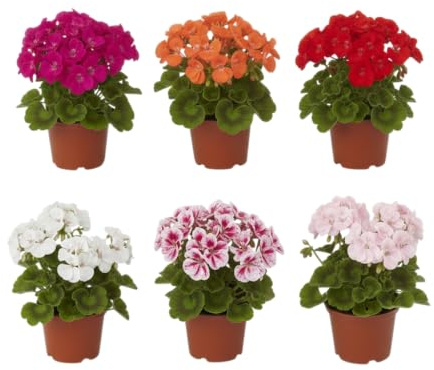 Pack Verde Tradicional | Pack de 6 Geranios Naturales en Maceta DECOALIVE | Seis Plantas de Geranio Pelargonium para Interior y Exterior