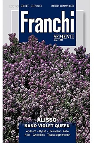 Semi Alisso Nano Violet Queen Fiori Franchi Sementi 1g