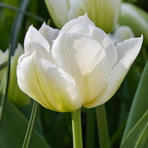 Plant in a Box - Tulpan glödlampor 'norrcap' - Kvantitet: 14 - Tulipa - Tulpan - gul, grön - Blomlökar - Holländska lökar