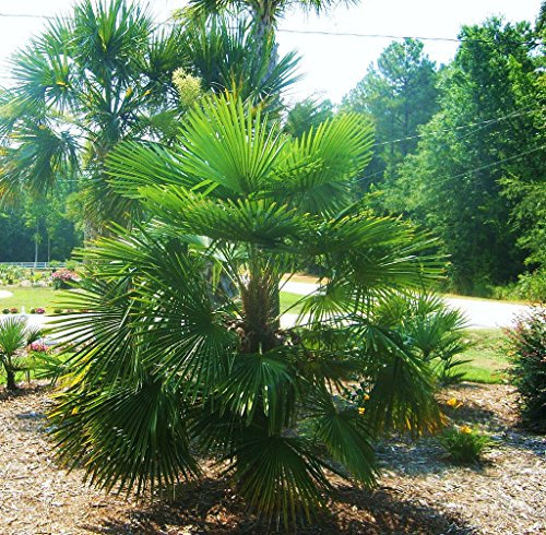 di palma, Palma Comune, HARDY, cinese, 15 semi