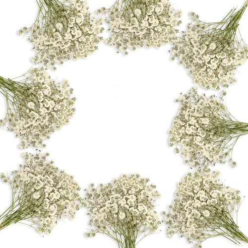 JULBEAR 100 Stück Schleierkraut Getrocknet, Getrocknete Blumen Deko Weiß Trockenblumen zum Basteln Künstlich Trockenblumen Schleierkraut Natürlichen Gepresste Blumen für Kerzen Harz Anhänger Deko