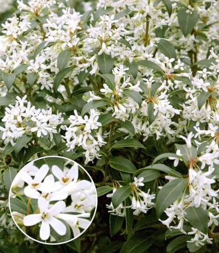 BALDUR Garten 1x Immergrüne Duftblüten-Hecke 'Osmanthus', im 8x8 cm-Topf | immergrüne Heckenpflanze, duftende Blüten und glänzendes Laub, winterhart und pflegeleicht, robust