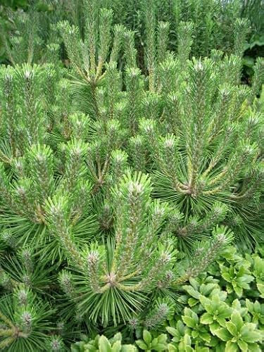60 Semillas de Pino Negro Japonés (Pinus Thunbergii) - Ideal para Bonsái, Jardín Zen o Costa