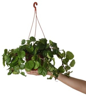 Planta de Interior Natural Planta del Dinero Viva con Hojas Brillantes y Densas