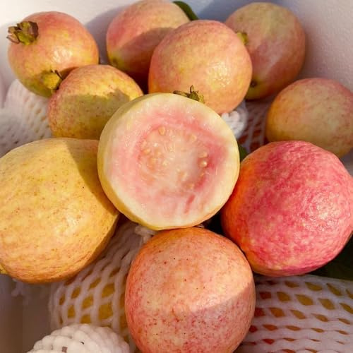 semillas de guayaba - verdes de interior resistentes perennes 20pcs