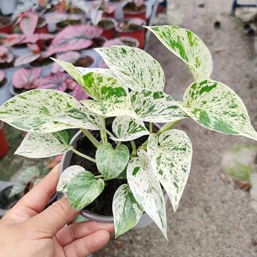 Semi di Pothos - da interno, Epipremnum aureo - resistenti all'inverno per balconi da appartamento da soggiorno verdi 150pcs