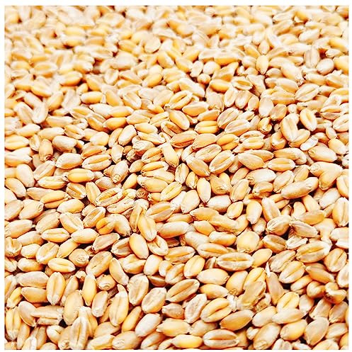 Petigi Weizenkörner Einzelfuttermittel Futter für Hühner Getreide Weizen | 20 kg, im Sack, Vögel, Wildvögel, Kaninchen, Körner