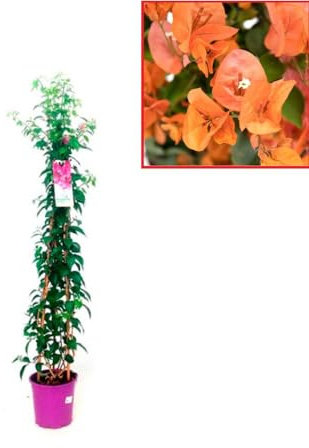 Buganvilla en bola Planta Natural - Bougainvillea planta viva - Planta Natural Decorativa trepadora (Piramidal NARANJA)