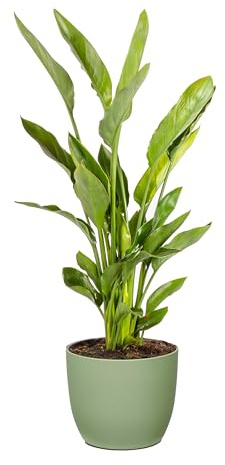 Bonplants Strelitzia Reginae Uccello del Paradiso, Pianta Vera Decorativa, Vaso 24 cm, h 90 cm (Vaso Verde Salvia)