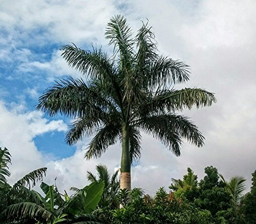 Roystonia Regia Kubanische Royal Palme, 10 Samen