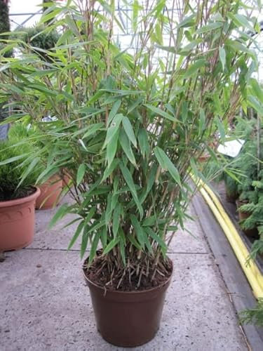 Fargesia nitida Winter Joy - Gartenbambus Winterjoy Größe 40-60 cm