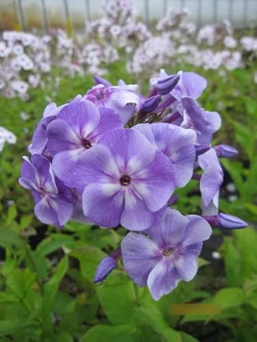 Phlox paniculata Sternhimmel - Hohe Flammenblume Verpackungseinheit 1