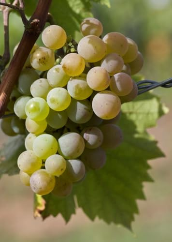 Tafeltraubenrebe 'Perle von Zala' – Goldgelbe, süße Trauben | Frühreifend, frosthart & robust | Ideal für Garten, Spalier & Terrasse | 3-jährige getopfte Weinrebe