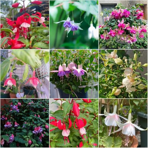fuchsien - kübelpflanzen exotische pflanztopf balkon deko stauden gartenpflanzen balkonpflanzen steingartenpflanzen winterhart - Seltene - 250samen