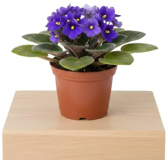 Violeta Africana | DECOALIVE Saintpaulia Ionantha Maceta 12cm Altura 20 cm Planta Ornamental