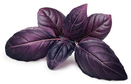 Semi BASILICO GRECO FINE AROMATICO In Busta Ermetica MADE IN ITALY Qualità superiore con 95% di germogliazione con istruzioni