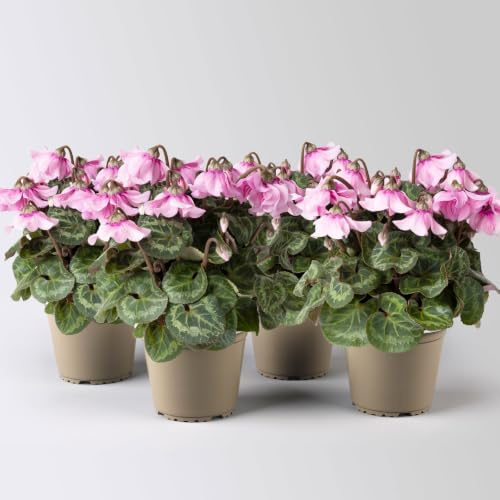 Alpenveilchen 'Petticoat Lightpink' hellrosa, Topf-Ø 10,5 cm, 4 Pflanzen