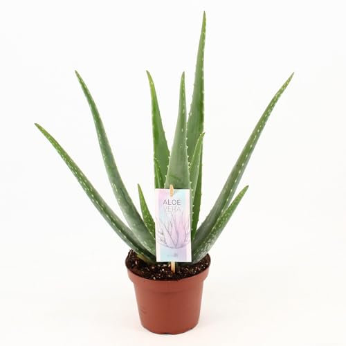 Aloe Vera - 35-45cm - Ø14cm - Zimmerpflanze - Immergrün - Kakteen und Sukkulenten