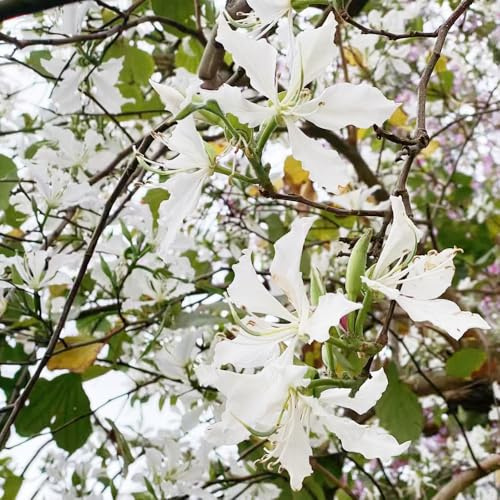 Semillas resistentes del de orquídea Semillas orquídeas para decoración primavera de Decoración 200pcs
