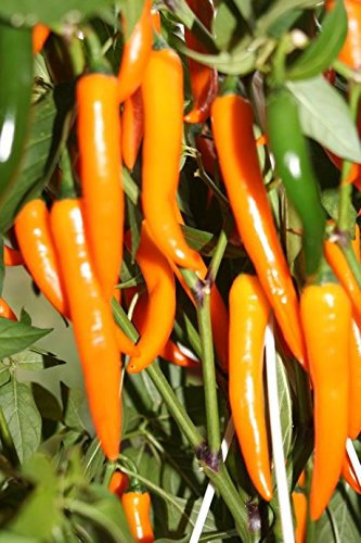 Cayenne Orange 10 Chili Seeds by CHILLIESontheWEB - Pick and Mix - Buy 4 for 3