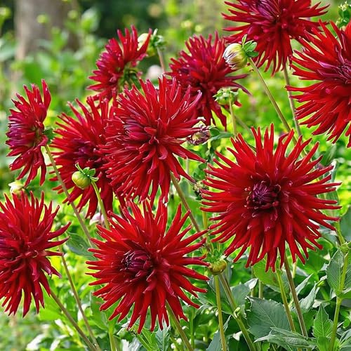 Dahlias Bulbes Cactus Rouge Collection - 5 Bulbes de Fleurs à Planter Exterieur - Plante Exterieur Jardin - Naturelle Plantes de Hollande (pas de graines, non artificielle)