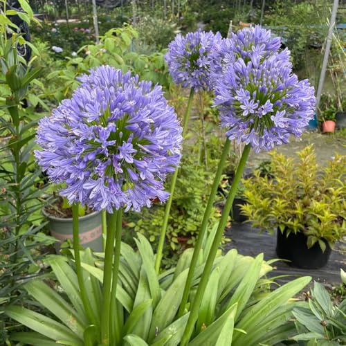 semillas de agapanthus - lirio africano - jardín, interior de silvestres, lecho elevado, 600pcs