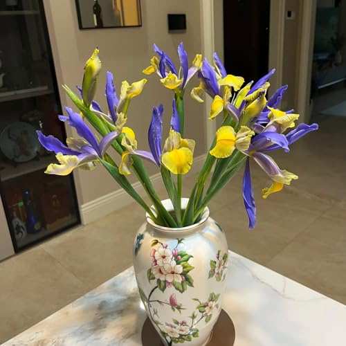 bulbos de iris resistentes, exterior decoración raras jardín exóticas 2pcs