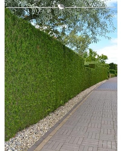Lebensbaum Thuja Brabant 200-225 cm. 25 Thuja Pflanzen. Sichtschutz Hecke