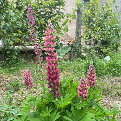 lupinensamen, balkon blumensamen lupine frühlingsblume winterharte kübelpflanzen wiesensaatgut garten geschenk herbst deko winterharte garten gartenblumen balkonpflanzen 1000samen