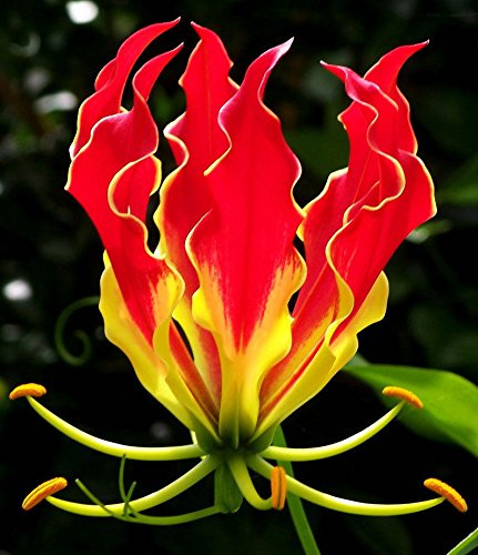 Gloriosa superba Flammenlilie, 10 Samen