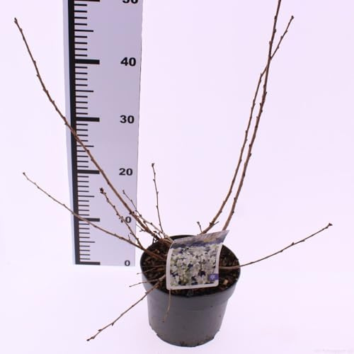 Prunus incisa 'Yamadei' – Geschlitzte Kirsche (40-60 cm) | Japanische Zierkirsche für Garten, Terrasse & Balkon | Robust, pflegeleicht, prachtvolle Blüten