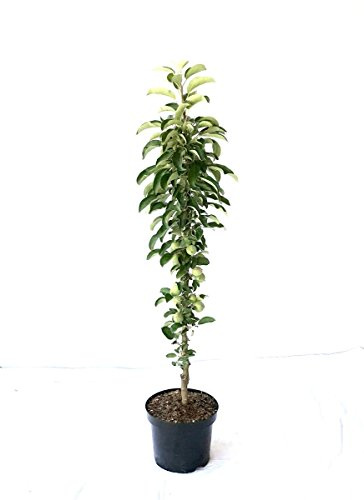 Säulenapfel 1a-plant Peke® saftig süß mit angenehmer Säure ca 80-120 cm Unterlage: M 7