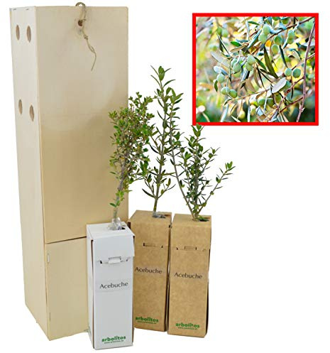 Wilder Ölbaum | Wilder Olivenbaum | Olivenstrauch | Junger Trieb, 30 cm, in einer wiederverwendbaren Holzkiste | 3 Einheit