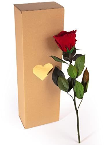 Ewige Rose Dunkelrot - echte Rose konserviert haltbar 3 Jahre 30-35cm in Box - ewige Rose mit Stengel für Blumenvase rotes Wohnaccessoires Deko modern und Liebesgeschenke für Frauen (Burgundy)