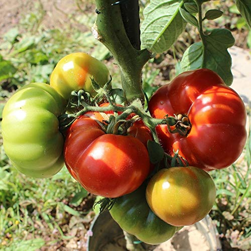 Marmande Bio-Tomatensamen