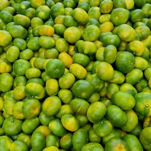semillas de naranjo árboles 250pcs