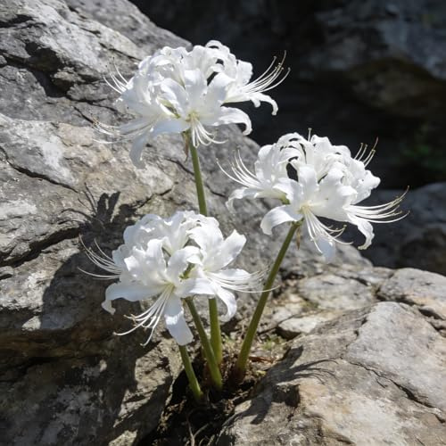 giglio ragno, lycoris radiata giardino di primaverili regalare giglio ragno, di sangue autunnali, resistenti, selvatici balcone autunnali, 10bulbi